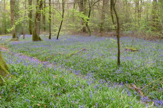 Pondhead Conservation Trust
